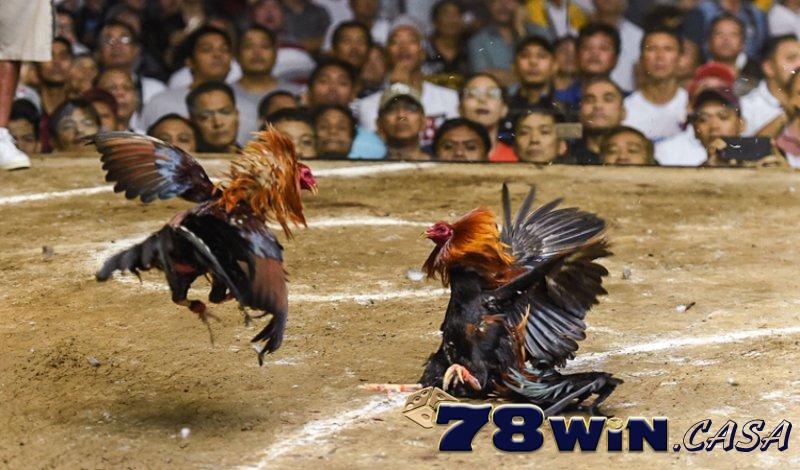 Hướng dẫn cách tham gia Đá gà 78WIN