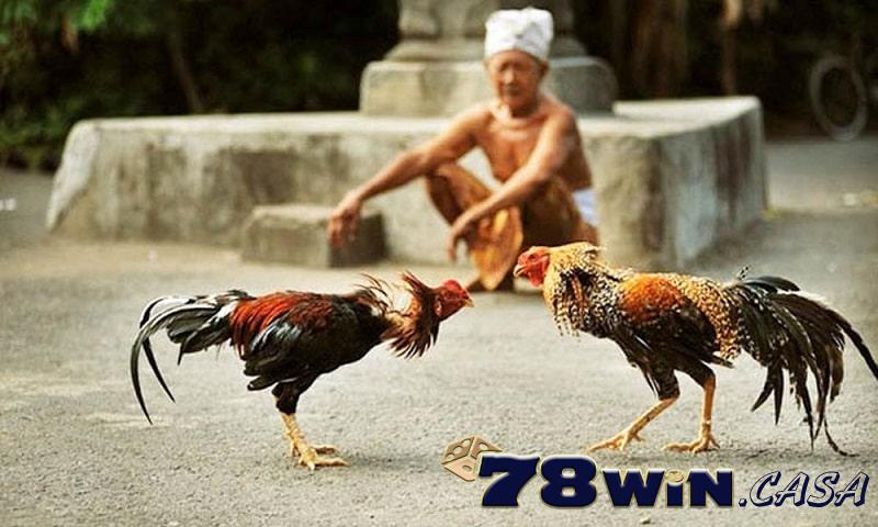 Luật đá gà miền Bắc Luật đá gà miền Bắc mà anh em cần nắm rõ