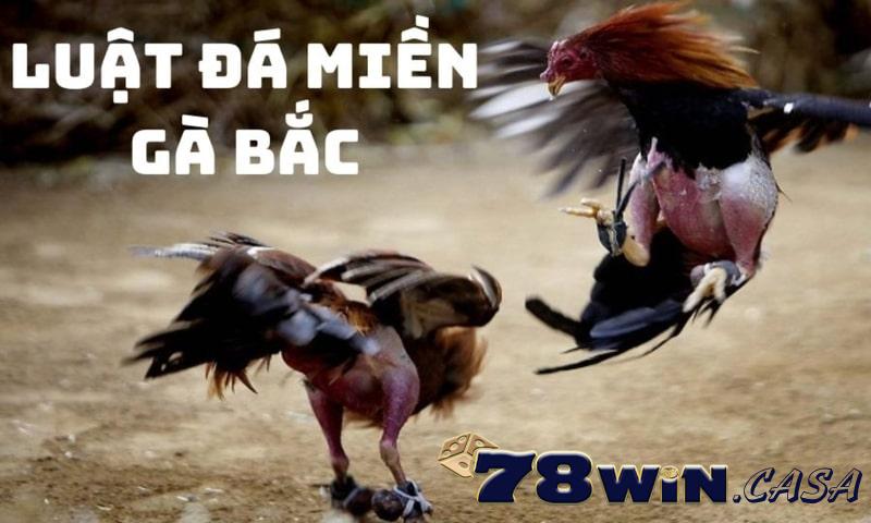 Luật đá gà miền Bắc Thông tin chi tiết về luật đá gà miền Bắc