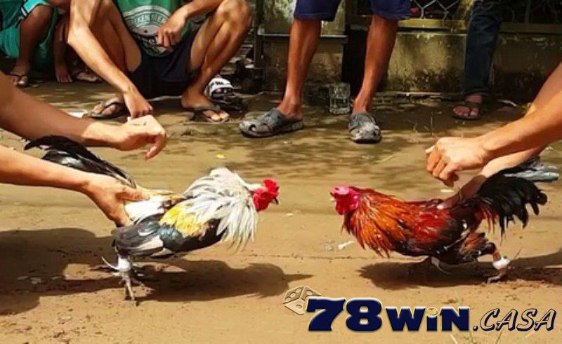 Gà tre là giống gà chọi có ngoại hình tương đối nhỏ con