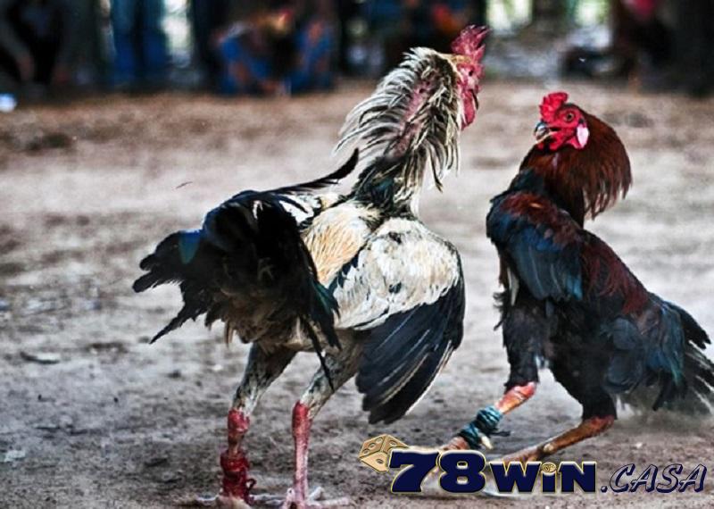 Luật chấp tiền cược gà chọi là điều anh em nào cũng phải nắm